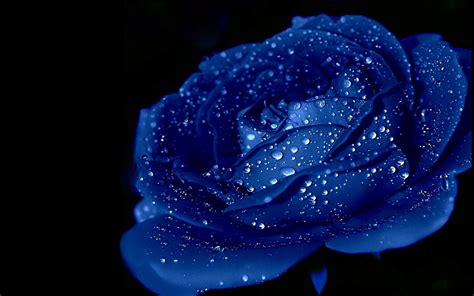 Pin on Blue roses wallpaper