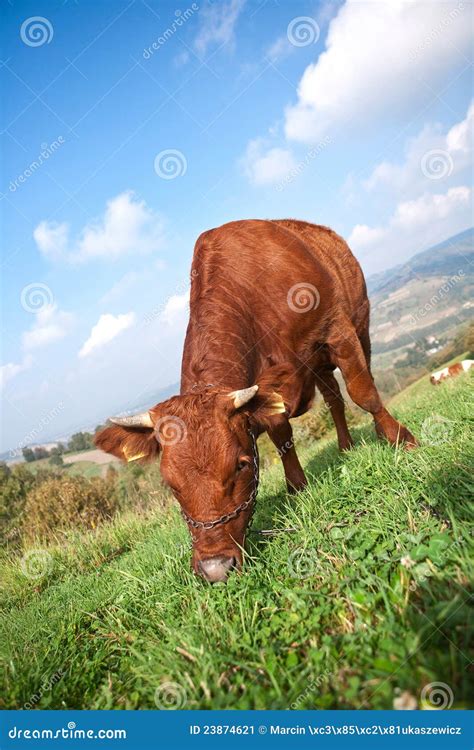 Brown cow on the farm stock image. Image of nature, animal - 23874621