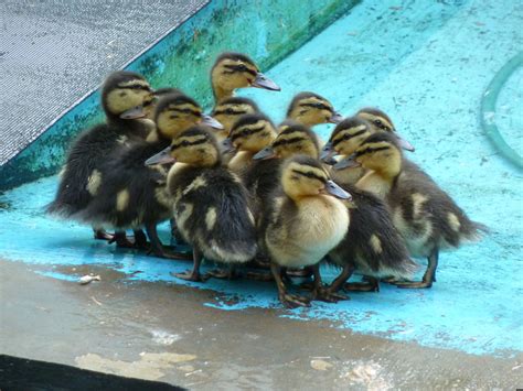 +21 Baby Duck Breeds With Pictures 2022 | PeepsBurgh.Com