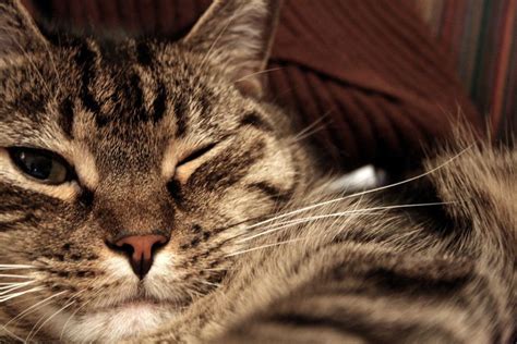 10 Weird Cat Behaviors and Quirks Explained