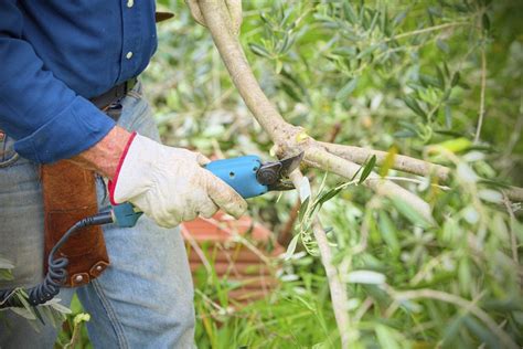 Guide To Trimming Olives: When Is The Best Time To Prune Olive Trees | Gardening Know How