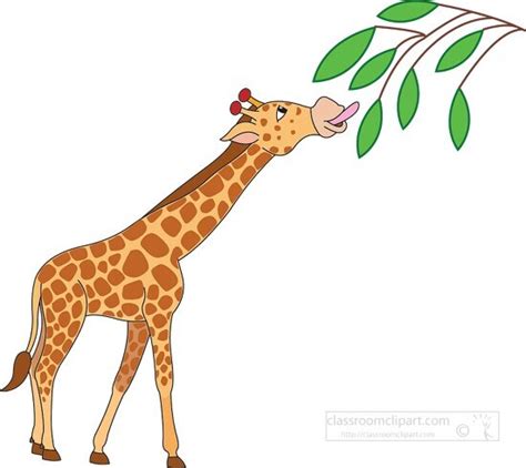 Giraffe Clipart-african giraffe standing eating leaves from tree vector clipart