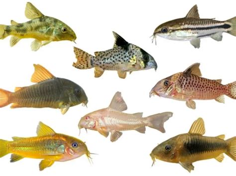 Cory Catfish Care 101: Care Sheet, Tank Mates, Diet, Breeding & More