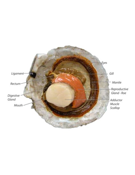 Scallops 101 - Northern Wind Seafood