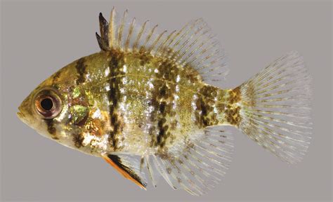 Blackbanded Sunfish – Discover Fishes