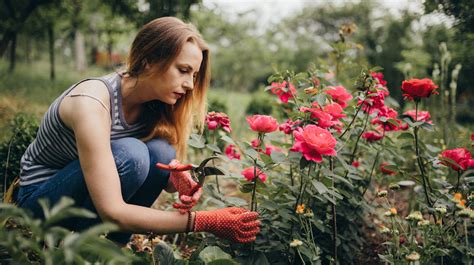 The Unexpected Benefits Of Planting Garlic Near Your Roses