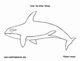 Orca Whale Coloring Pages Printable sketch template