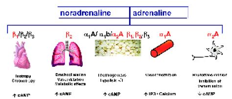 Distribution of different subtypes of adrenergic receptors in... | Download Scientific Diagram