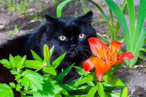 Why Are Lilies Poisonous to Cats? A Guide to Poisonous Plants | Town & Country Veterinary Clinic