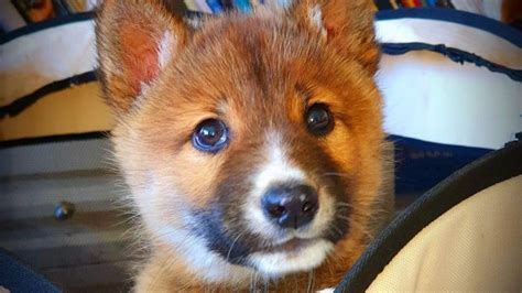 This rare, purebred alpine dingo pup is giving conservationists hope | CBC Radio