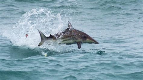 Spinner Shark – "OCEAN TREASURES" Memorial Library