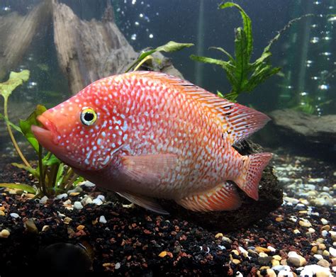 Pin by Daniel Sosa on My Red Texas Cichlid | Fish pet, Cichlids, Pets