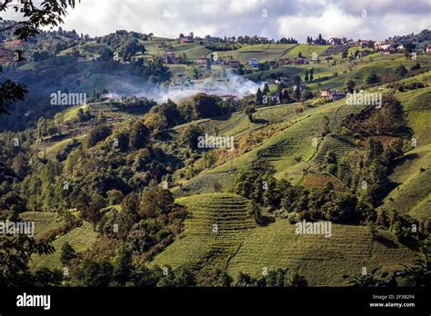 Rize tea plantations Stock Photo - Alamy