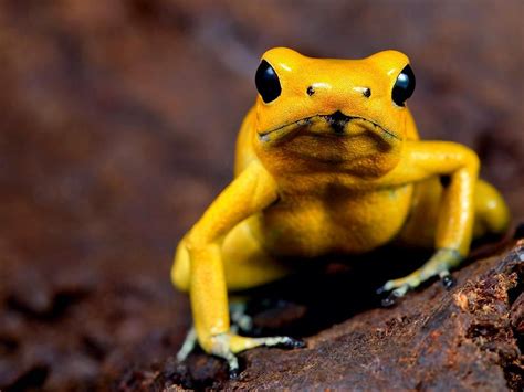 7 Awesome Frog Species of the Tropics - TrendRadars