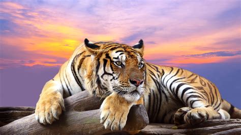 Tiger: The National Animal of India