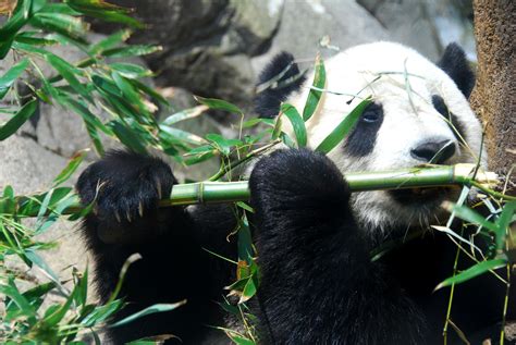 Opinion: Pandas Are Idiots Who Deserve To Die | TheSlicedPan.com