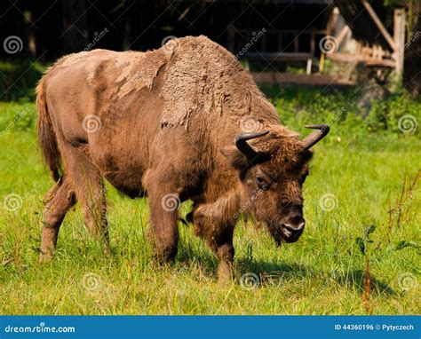 Bisonte de madera europeo foto de archivo. Imagen de crianza - 44360196