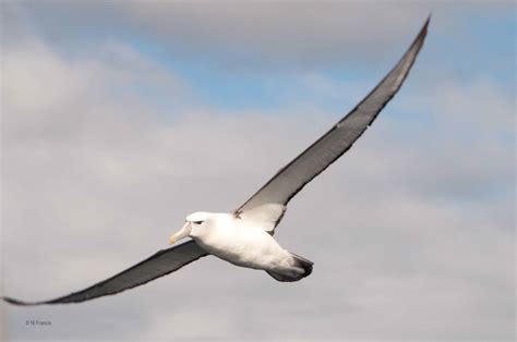 Albatross - Facts about Albatross | Passnownow