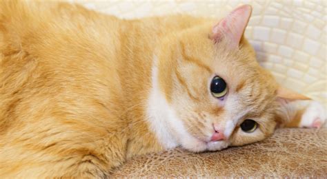 Signs of Cancer in Cats – Cooper Pet Care