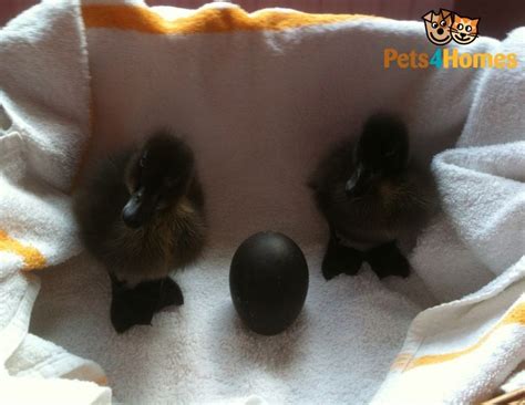 Pair of Cayuga ducklings from show quality stock and black egg laying strain, currently 2 weeks ...