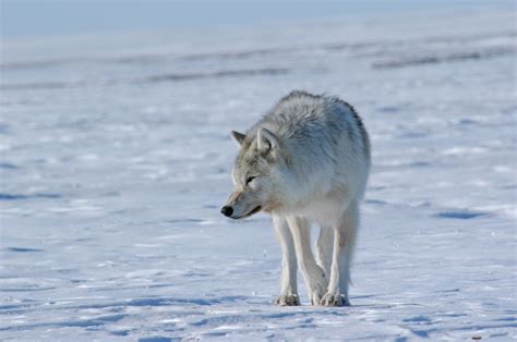 Loup arctique sur l'île de Banks | Aventure Arctique