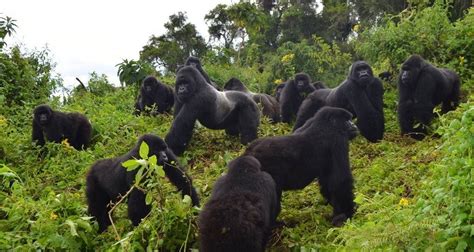 Ultimate Uganda Gorilla Trekking & Romantic Lake Bunyonyi relaxation [3 ...