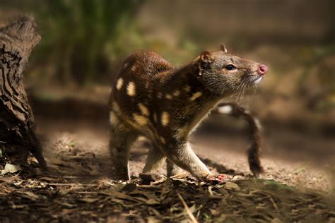 Tiger Quoll Australia Animal Pictures