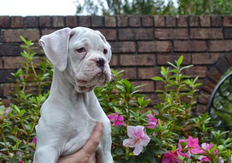 Bishop's Boxers: White Boxer Puppies are Available in South Carolina