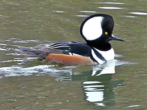 Male Hooded Merganser Photograph by Lindy Pollard - Fine Art America