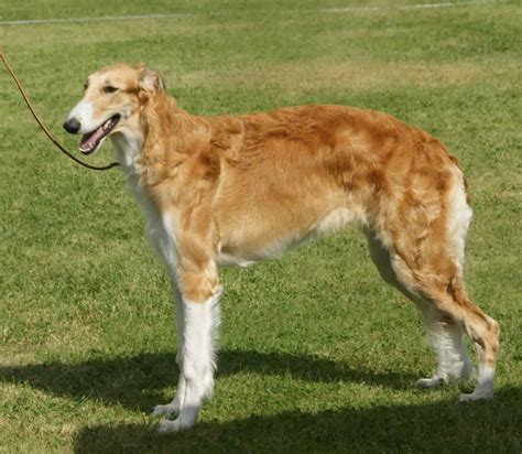 Borzoi Colors: Rarest to Most Common - A-Z Animals