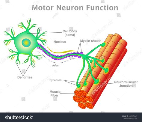 Motor neuron function. Transmission of the nerve - Royalty Free Stock Vector 1609179367 - Avopix.com