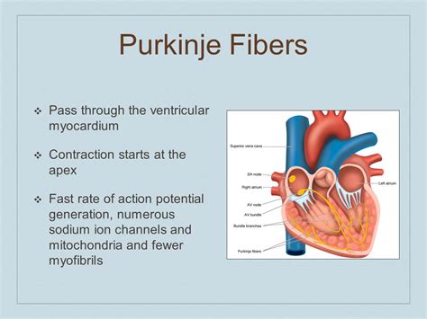 Basic Cardiology. - ppt video online download