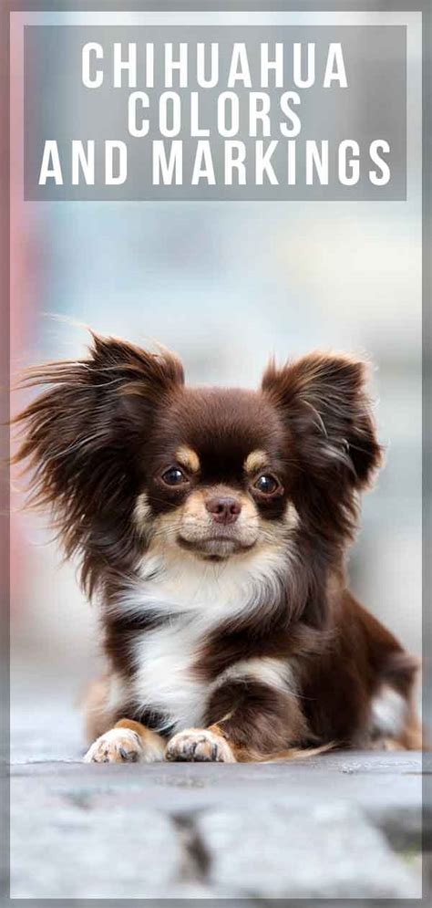 Find Out More About Chihuahua Colors and Markings