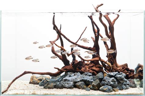 Wonderful Aquascape Aquarium Designs: Cool Simple Hardscape Design ...