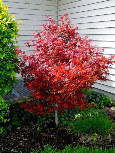 dwarf japanese maple tree | Front yard tree landscaping, Japanese maple tree, Small japanese garden