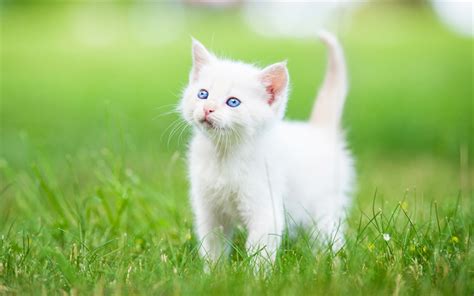 Download wallpapers Turkish Angora, 4k, small white kitten, cute ...