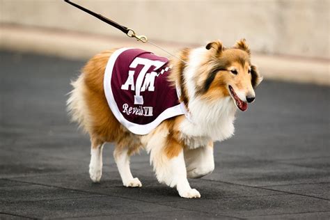 Reveille VIII, the Aggie Mascot | Aggie Spirit | Pinterest