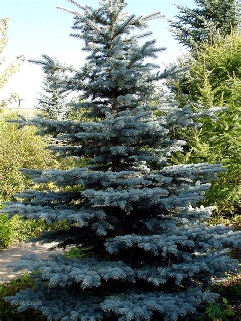 Colorado Blue Spruce