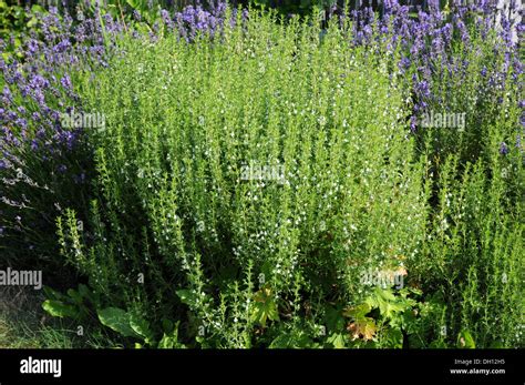 Winter Savory Stock Photo - Alamy