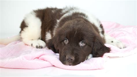 A Look At Newfoundland Dog Colors - My Brown Newfies