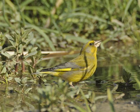 European Greenfinch | Greek Nature Encyclopedia