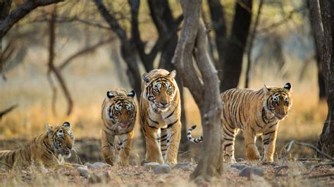 Ranthambore National Park Tour with Kumbhalgarh Wildlife