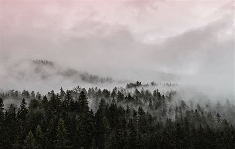 Discover 72+ foggy forest wallpaper 4k latest - in.coedo.com.vn