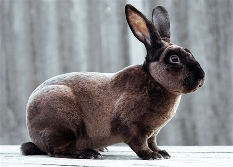 Castor Rex Rabbit: Care, Temperament, Habitat & Traits (With Pictures ...