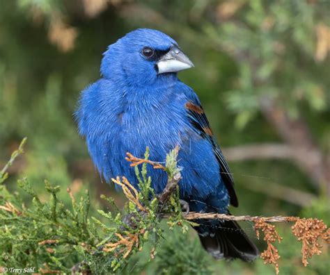 The stunning blue plumage of the Blue Grosbeak - 9GAG