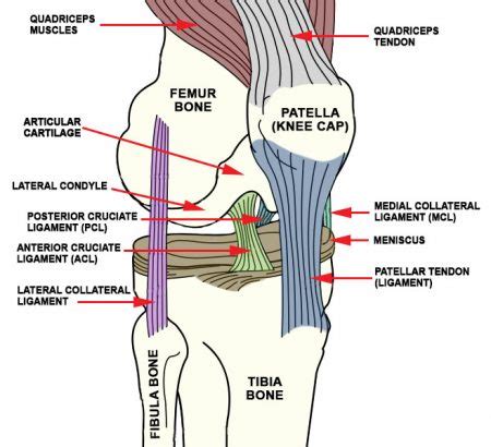 knee_ligaments - Advanced Orthopedic & Sports Medicine Specialists