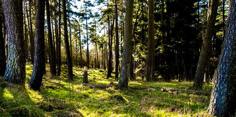 The Future of Forestry in Scotland - Scottish Government consultations ...