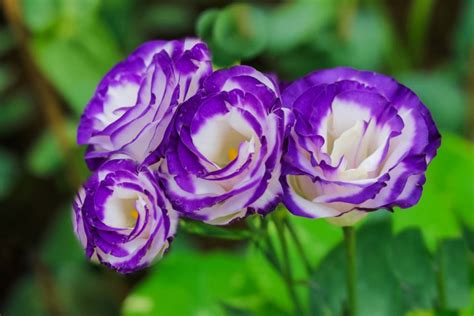 Lisianthus: Plant Care & Growing Guide