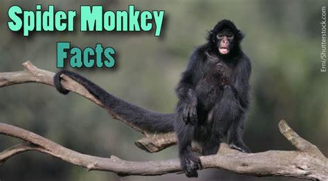 Spider Monkey Facts For Kids. Information, Pictures & Video