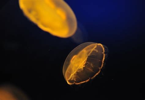 Orange jellyfish Free stock photos in Image format: jpg, size ...